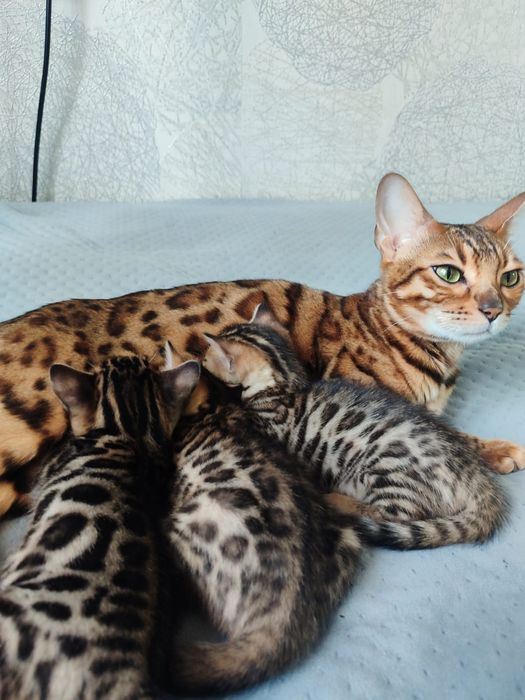 Бенгальские котята