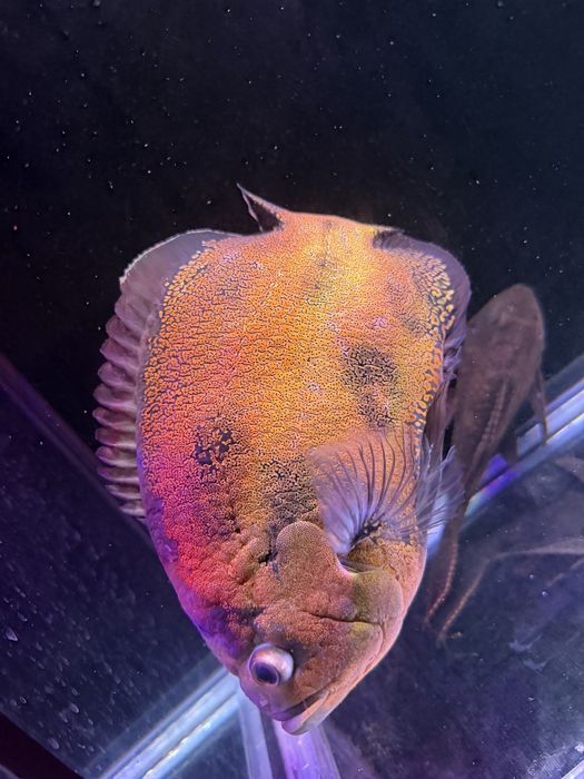 Астранатус Оскар самец 27 см