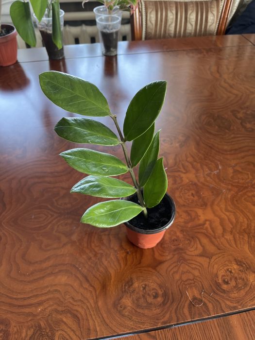 Замиокулькас долларовое дерево, сингнониум ветланда