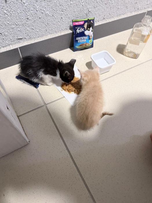 Котята бесплатно