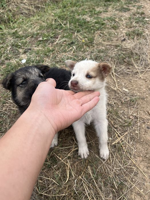 Продам щенков хаски