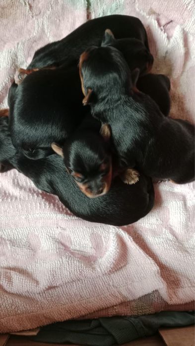 Щенки йоркширского терьера