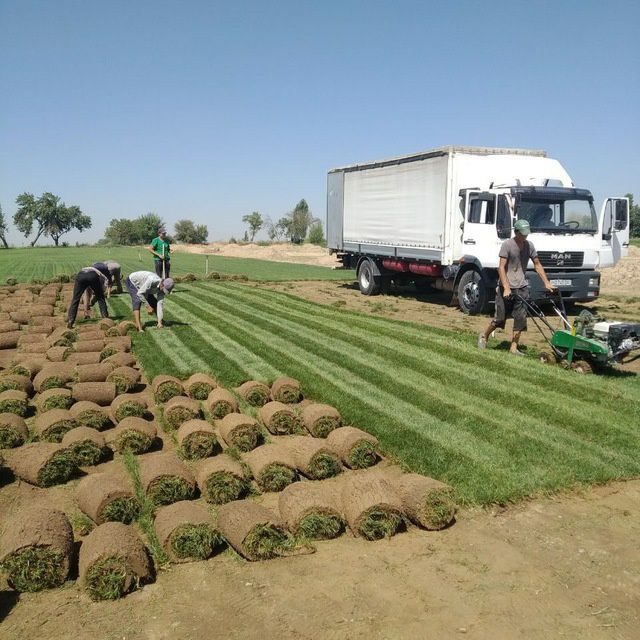 Готовые рулонные газоны.
