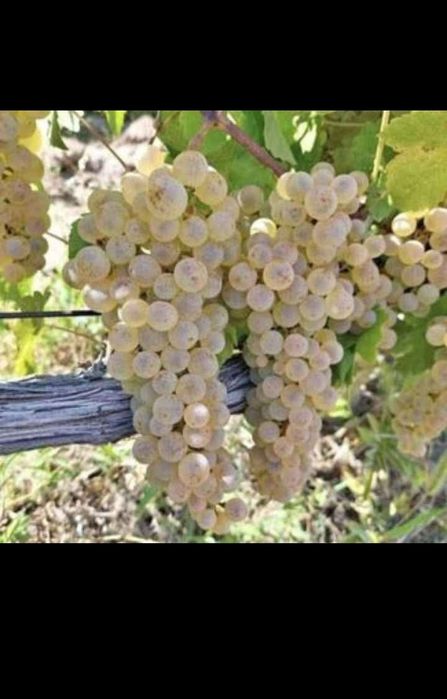 vand struguri de vin cu transport la domiciliu