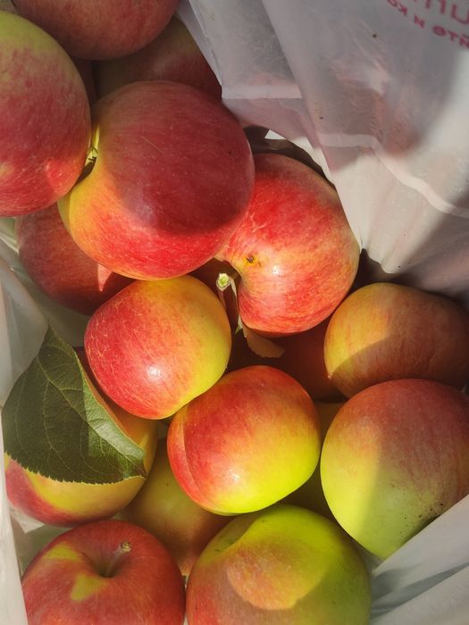 Продам дачу в обществе дружба