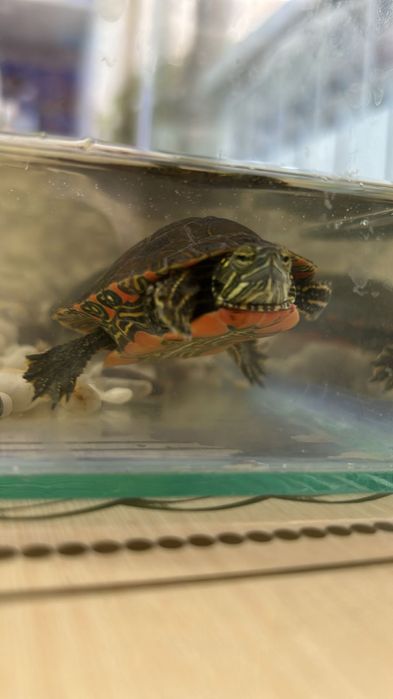 Черепаха украшенная