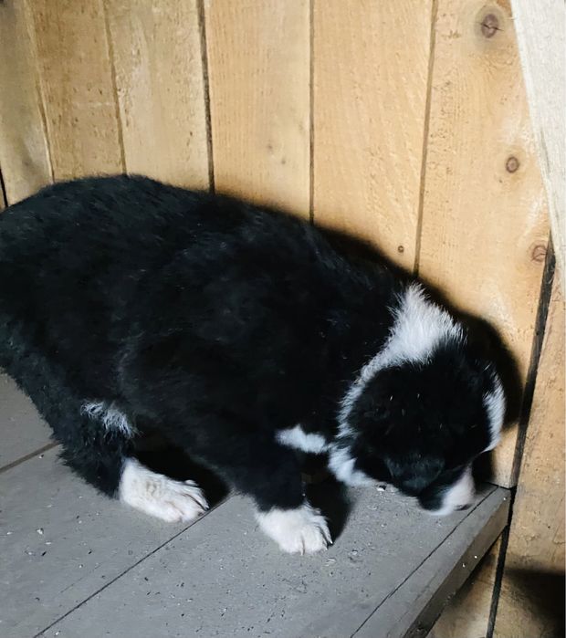 Домашние щенки, метисы