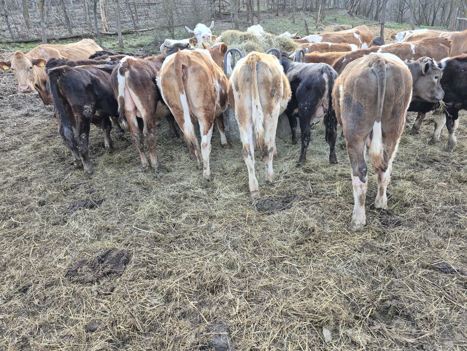 Vând viței baltati