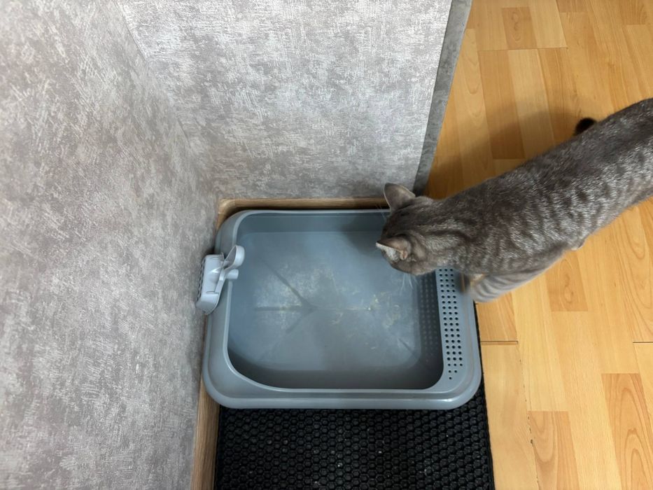 Продам набор для котёнка/кота