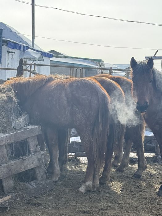 Тайлар лощадь жылқы полтарашки