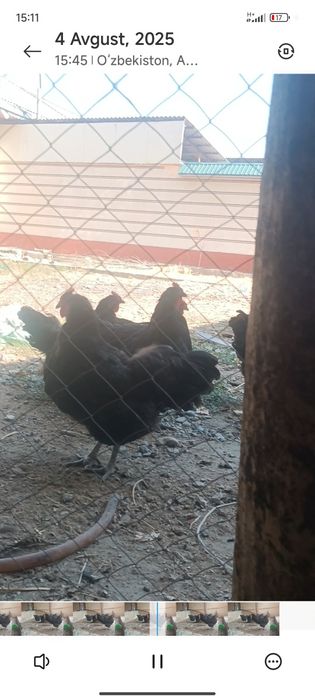 Gigant jersiy tovuqlar sotuvda