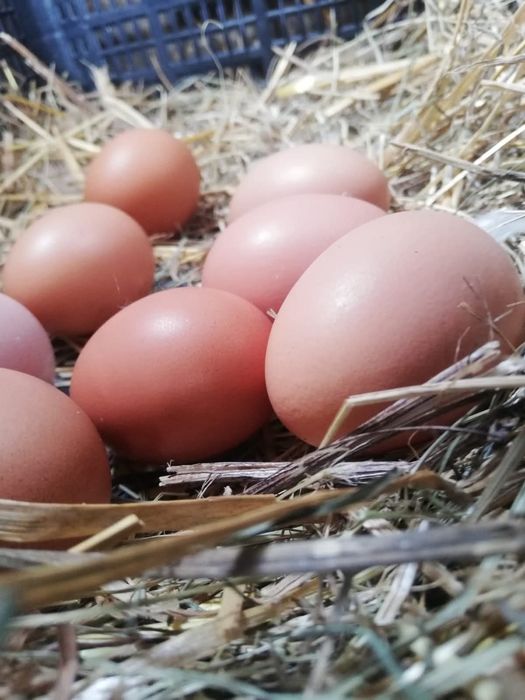 Ouă de casă - Șercăița