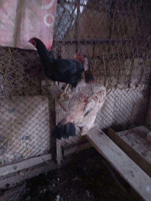 Бойцовый тауық сатылады