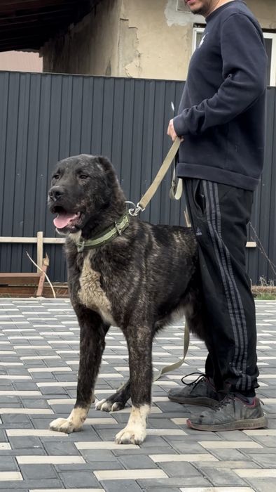 Продается щенок кобель чемпионских кровей