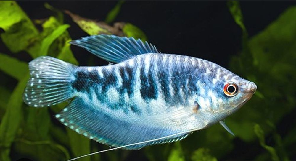 Продам Скалярии разных окрасов