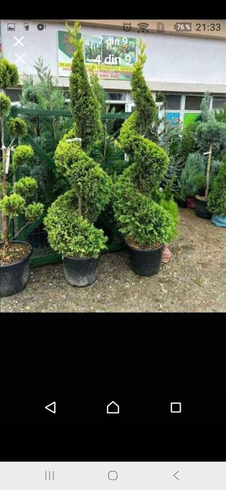 Plante ornamentale