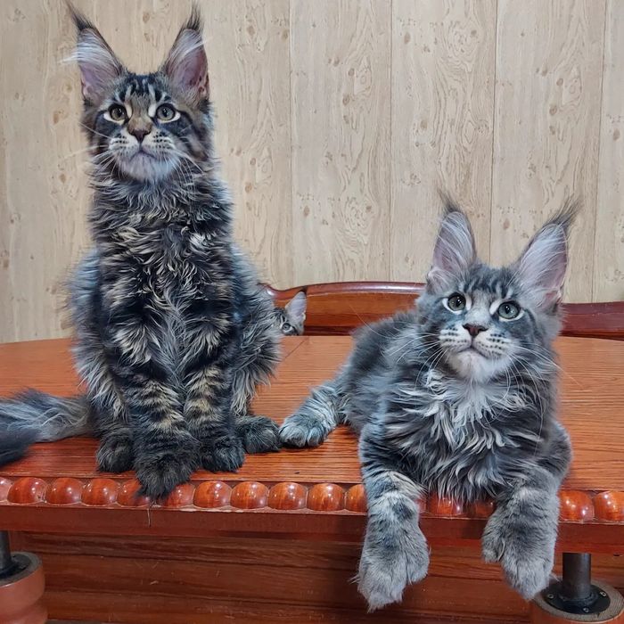 Продам котят мейн-куна