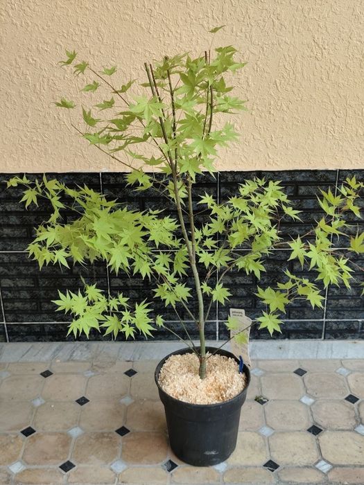 Клён -декоративно лиственный