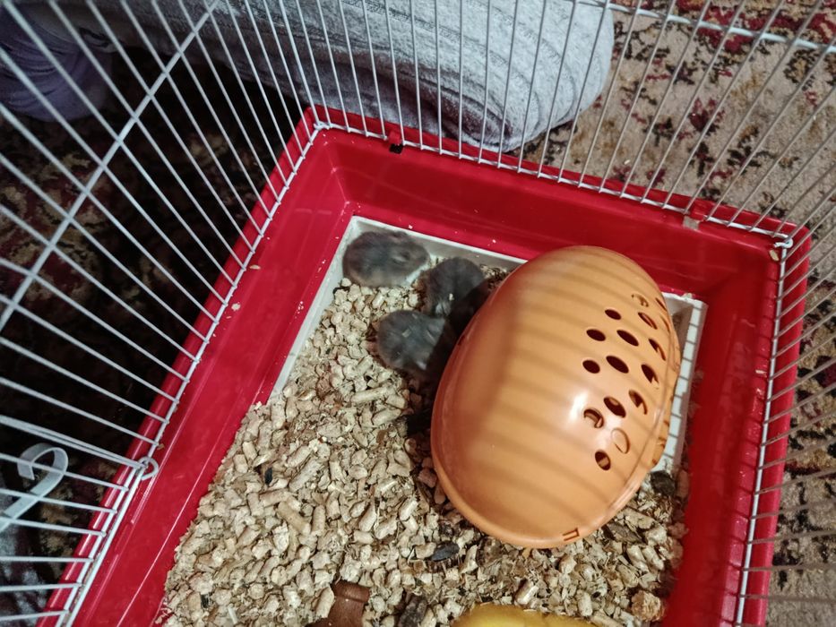 Hamsteri pitici de vanzare