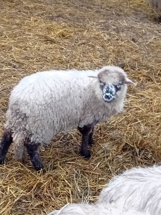 Miei  tineri 25-30 kg