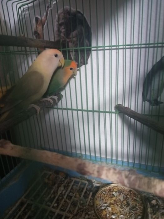 Vând papagali agaponis