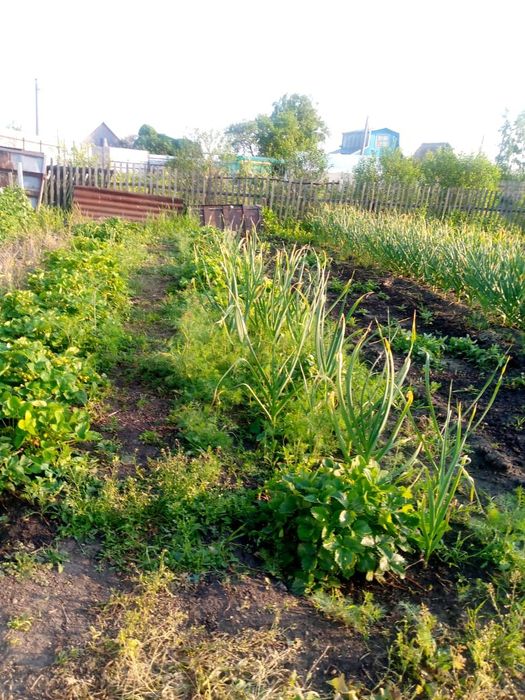 Продам дачу возле Новопавловки.