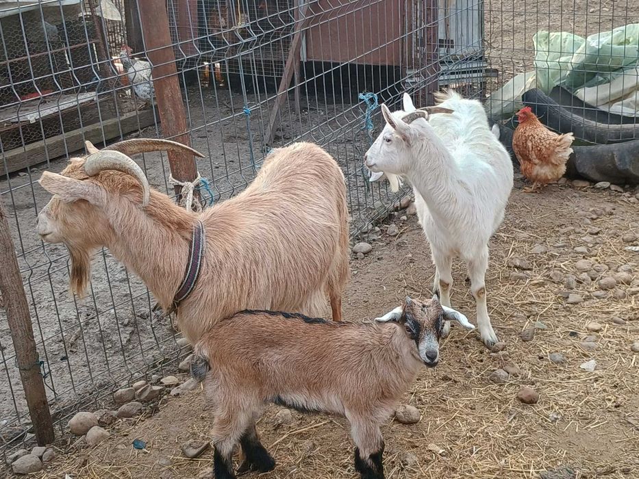 Vând 2 capre românești, fiecare cu câte un ied