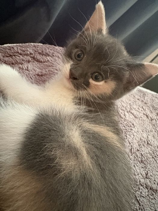 Отдаем бесплатно котят