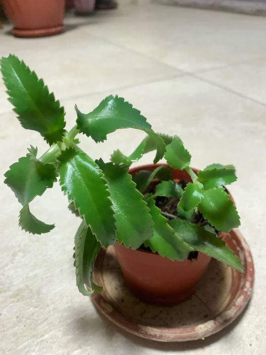 Шефлера, каланхоэ, фикусы, педилантус, сансевиерия, кактус, традисканц