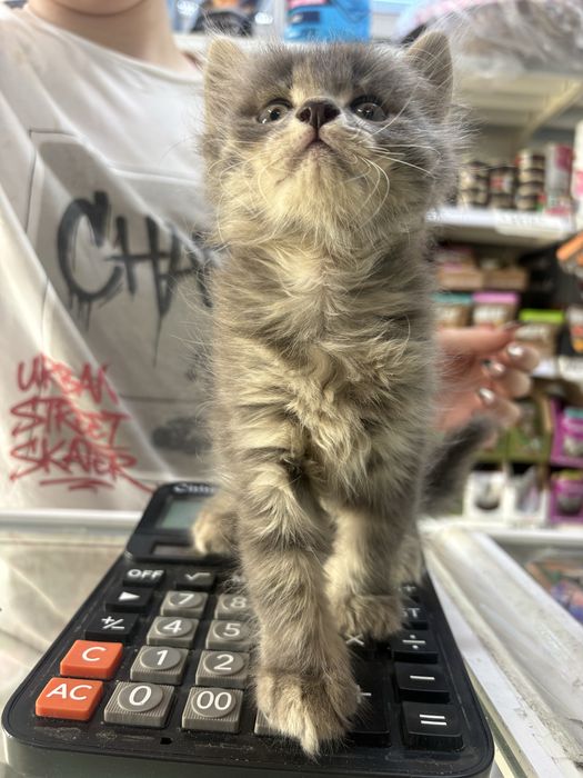 Отдам котят в добрые руки