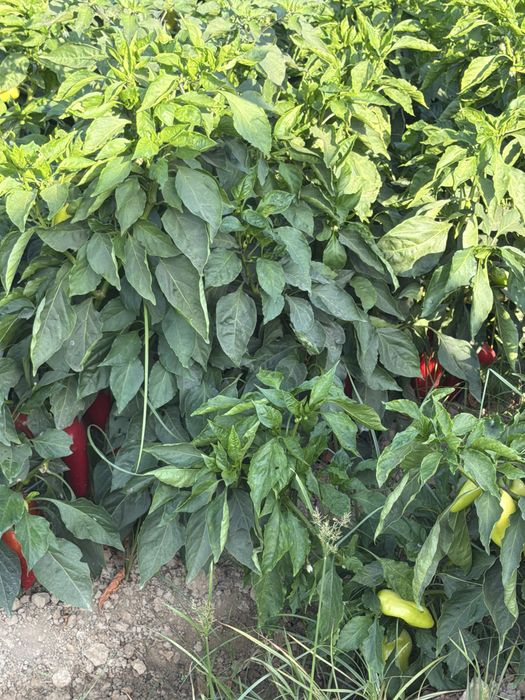 Bolgar qalampiri sotiladi terilmagan hali
