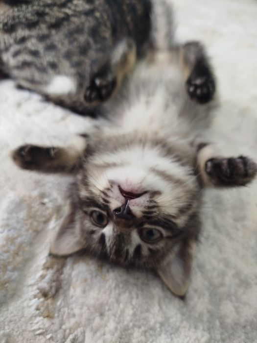 Mushuk bolalari sotiladi