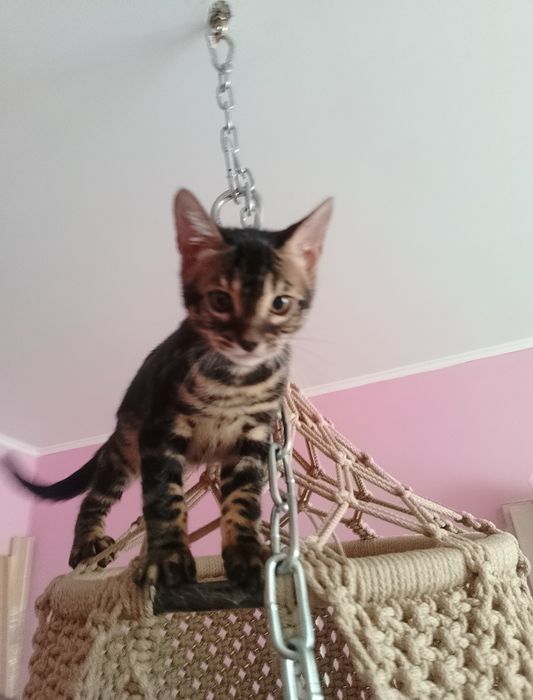 Бенгальские котята