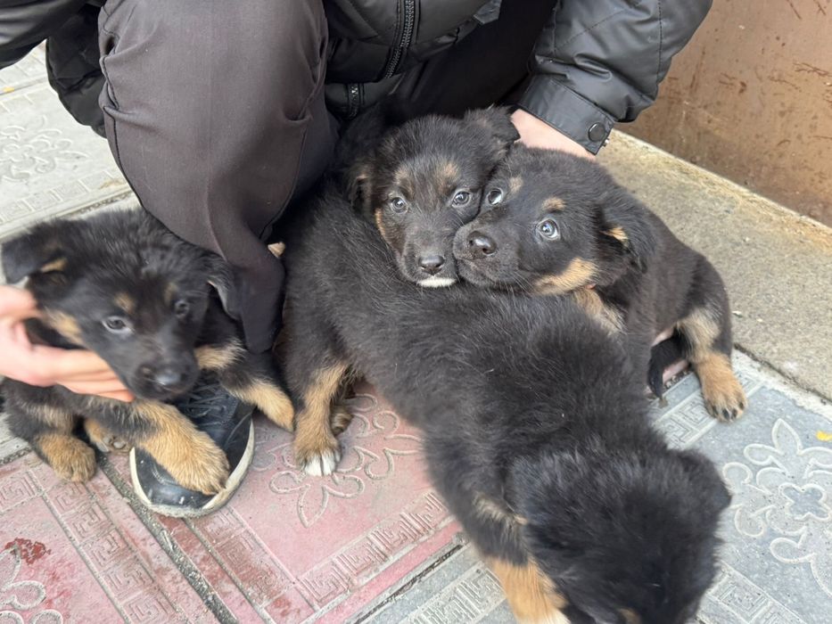 Немецкие овчарки