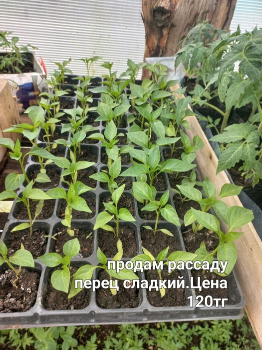 Продам рассаду...