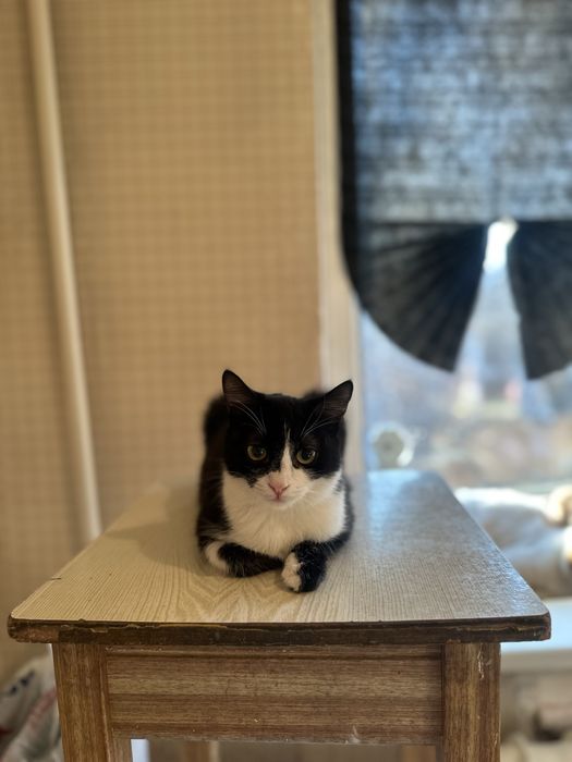 Котенок мальчик ищет дом