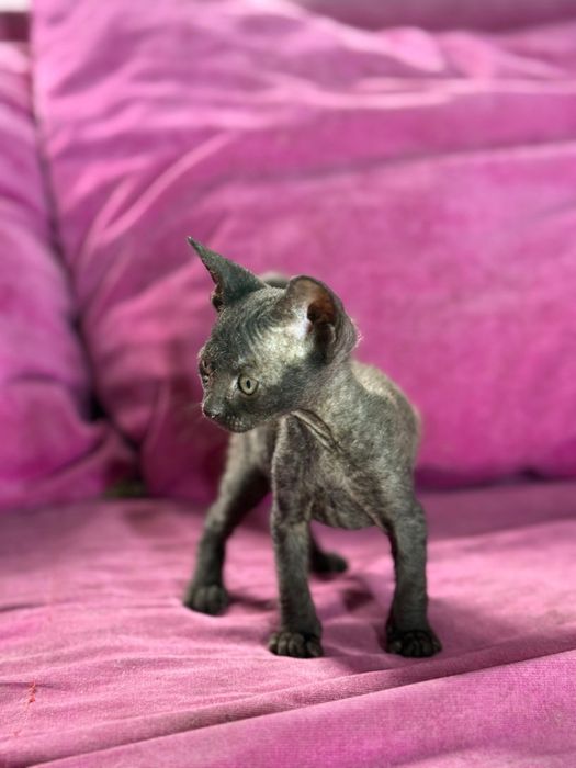 Мальчики сфинксы