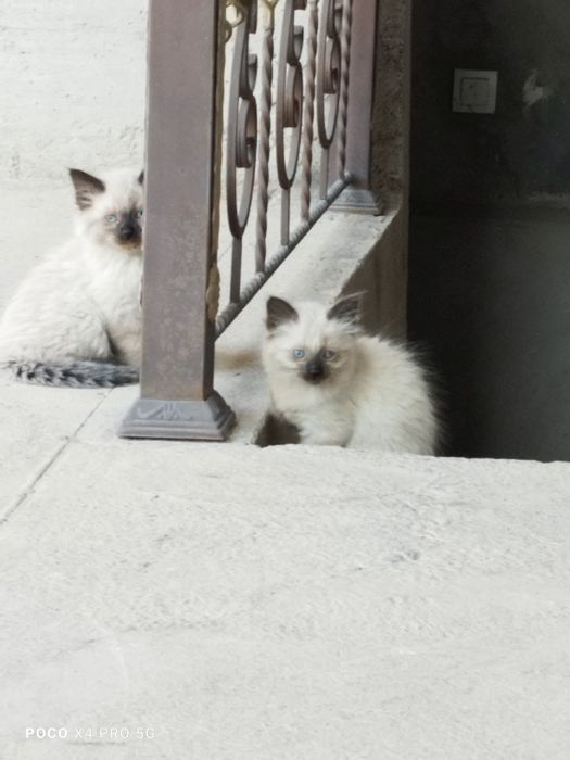 Сиамские котята.