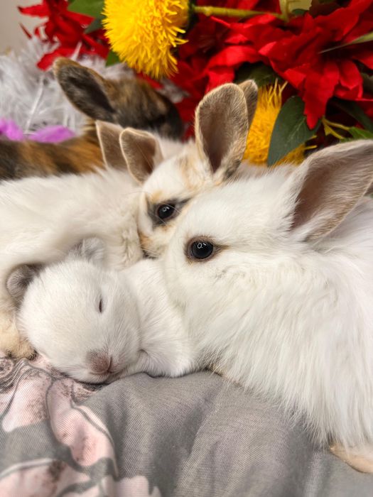 Декоративные кролики