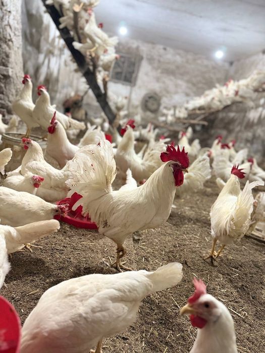 Легорун бели стандарт зотли товух тухумлари хамда жужасига закас олами