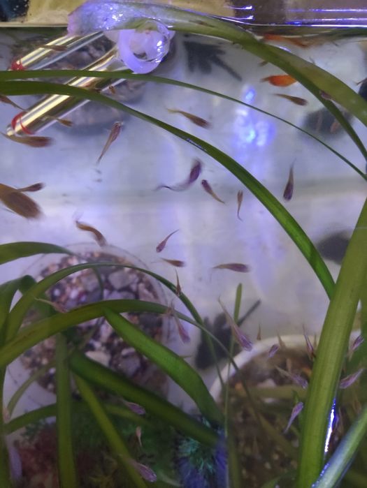 Аквариум балықтары