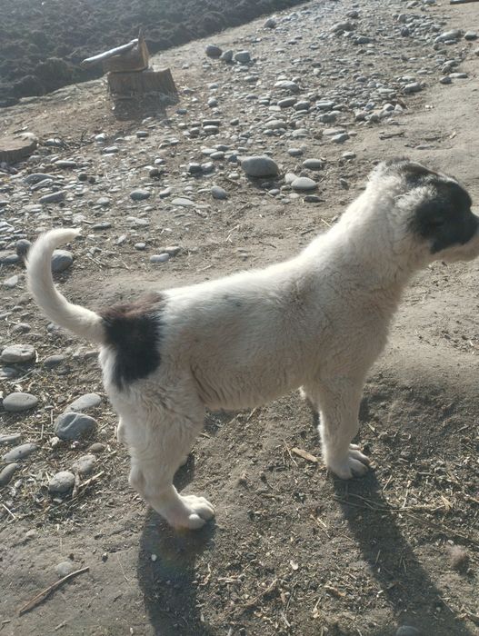 Alabay kuchuk sotiladi