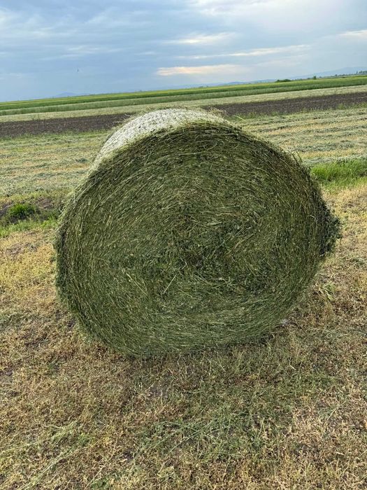 Baloti înfoliați de lucernă