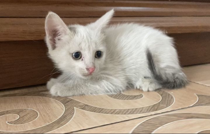 Отдам Котенка Бесплатно‼️