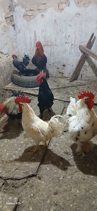 Хурозлар сотилади срочна