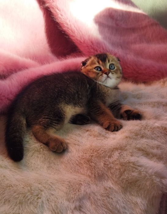 Шотландский котёнок.