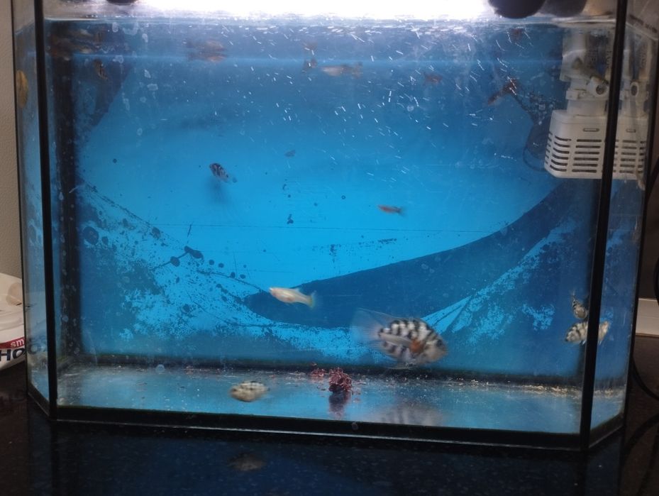 Аквариум  сатылад