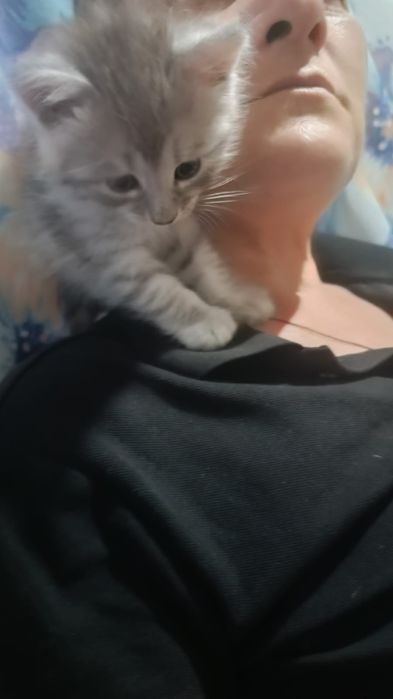 Отдам котят в добрые руки