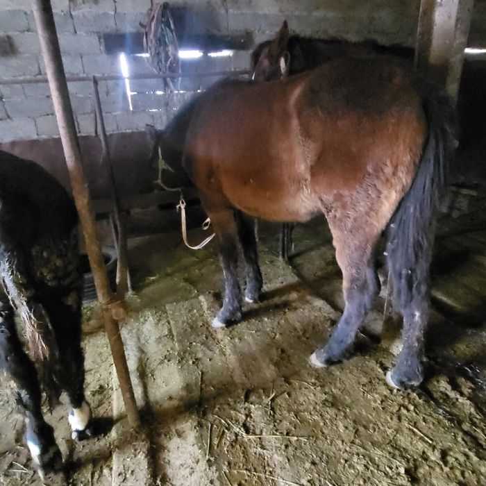 Ассалаумағалейкум еркек жабағы сатылады, денесі ірі жуан, жуас