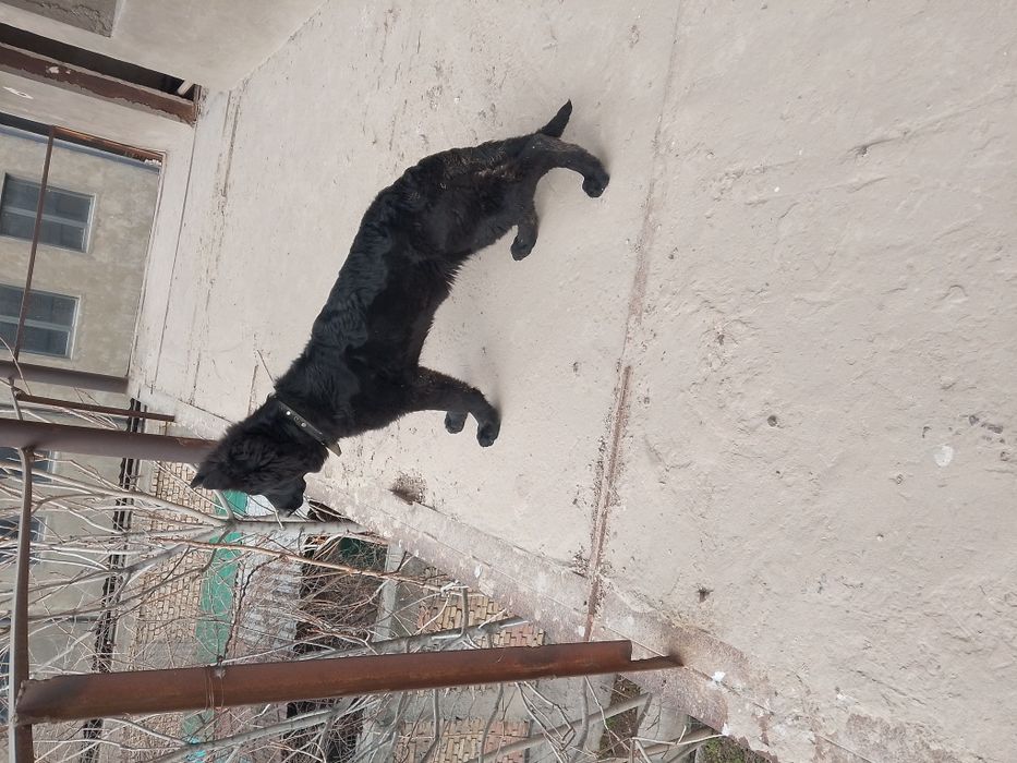 Немецкая овчарка